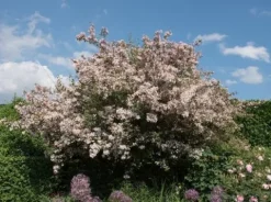 Kolkwicja chińska 'Pink Cloud' Różowe Kwiaty (Kolkwitzia amabilis) 2.0L