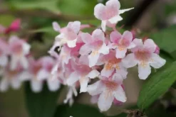 Kolkwicja chińska 'Pink Cloud' Różowe Kwiaty (Kolkwitzia amabilis) 2.0L