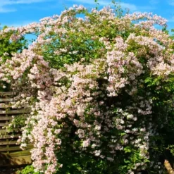 Kolkwicja chińska 'Pink Cloud' Różowe Kwiaty (Kolkwitzia amabilis) 2.0L
