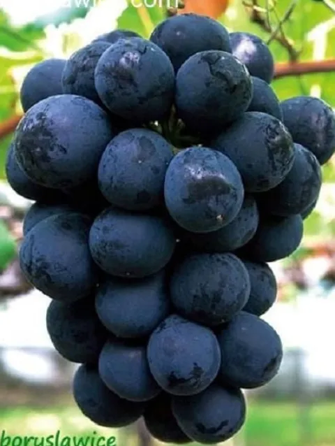 Komplet 6 odmian winorośli (Vitis) w doniczkach P9, wysokość 30-50 cm