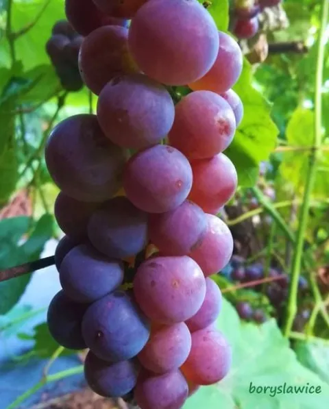 Komplet 6 odmian winorośli (Vitis) w doniczkach P9, wysokość 30-50 cm