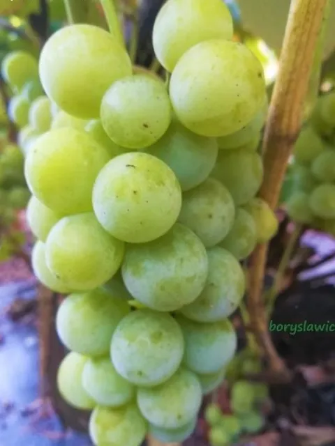 Komplet 6 odmian winorośli (Vitis) w doniczkach P9, wysokość 30-50 cm