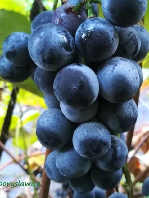 Komplet 6 odmian winorośli (Vitis) w doniczkach P9, wysokość 30-50 cm