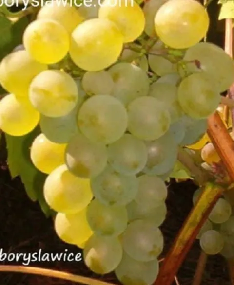 Komplet 6 odmian winorośli (Vitis) w doniczkach P9, wysokość 30-50 cm
