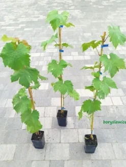 Komplet 6 odmian winorośli (Vitis) w doniczkach P9, wysokość 30-50 cm