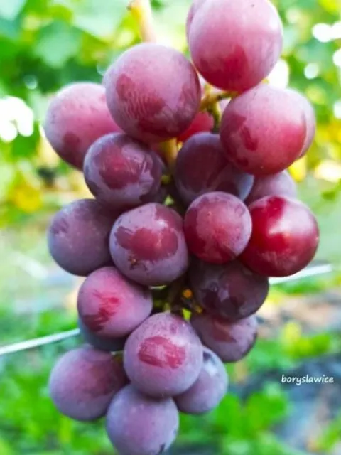 Komplet 6 odmian winorośli (Vitis) w doniczkach P9, wysokość 30-50 cm