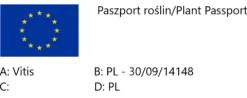 Komplet 6 odmian winorośli (Vitis) w doniczkach P9, wysokość 30-50 cm