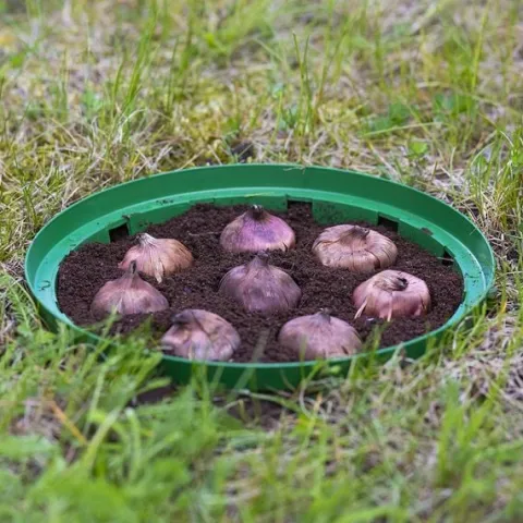 Koszyk do cebulek okrągły 18cm | Zieleń trawiasta
