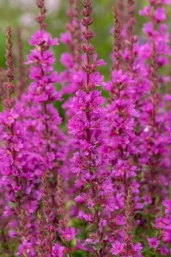 Krwawnica pospolita 'Robin' Intensywnie Różowe Kwiaty (Lythrum salicaria)