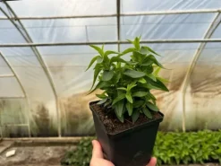 Krwawnica pospolita 'Robin' Intensywnie Różowe Kwiaty (Lythrum salicaria)