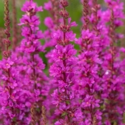 Krwawnica pospolita 'Robin' Intensywnie Różowe Kwiaty (Lythrum salicaria)