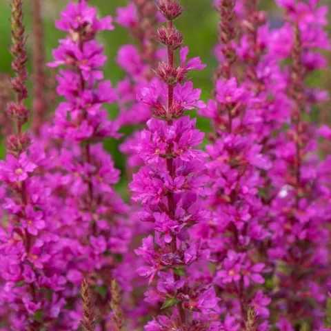 Krwawnica pospolita 'Robin' Intensywnie Różowe Kwiaty (Lythrum salicaria)