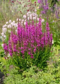 Krwawnica pospolita 'Robin' Intensywnie Różowe Kwiaty (Lythrum salicaria)