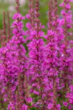 Krwawnica pospolita Robin - Lythrum salicaria