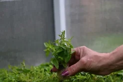 Krwawnica pospolita Robin - Lythrum salicaria