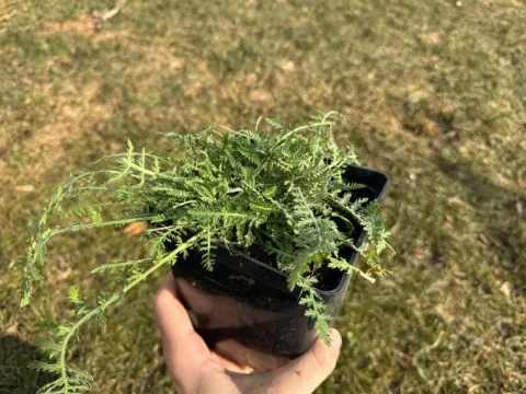 Krwawnik wiązówkowaty 'Coronation Gold' (Achillea filipendulina) 2.0L
