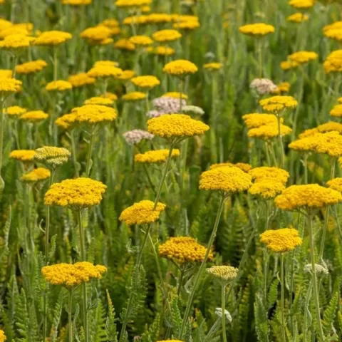 Krwawnik wiązówkowaty 'Coronation Gold' (Achillea filipendulina) 2.0L