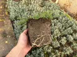 Krwawnik wiązówkowaty 'Coronation Gold' (Achillea filipendulina) 2.0L