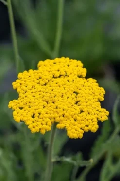 Krwawnik wiązówkowaty 'Coronation Gold' (Achillea filipendulina) 2.0L