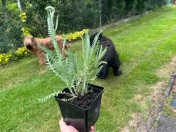 Krwawnik wiązówkowaty 'Coronation Gold' (Achillea filipendulina) 2.0L