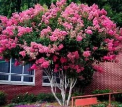 LAGERSTROEMIA BEZ POŁUDNIA - sadzonki 100cm w don.