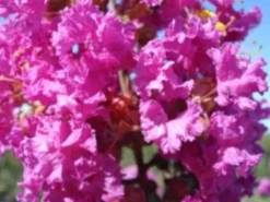 LAGERSTROEMIA BEZ POŁUDNIA - sadzonki 100cm w don.