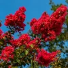 LAGERSTROEMIA MAGNIFICA RUBRA - sadzonki w doniczkach