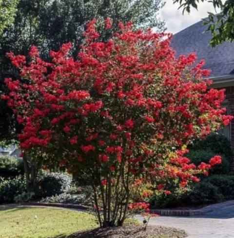 LAGERSTROEMIA MAGNIFICA RUBRA - sadzonki w doniczkach