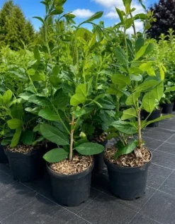 Laurowiśnia w doniczce 60-80 cm Zimozielona