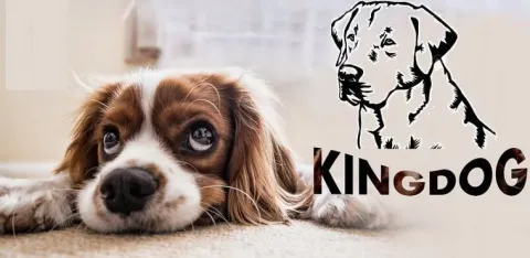 Legowisko dla psa kojec KINGDOG 130x105cm personalizowane XXL