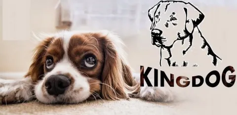 Legowisko Dla Psa Kojec Kingdog 115X95 Cm Personalizowane Wodoodporne