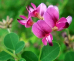LESPEDEZA KRZEWIASTA - sadzonki w doniczkach