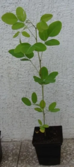 LESPEDEZA KRZEWIASTA - sadzonki w doniczkach