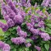 Lilak Meyera PALIBIN 30-60cm Fioletowa Piękność do Ogrodu