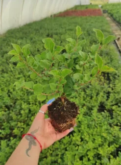 Lilak Meyera PALIBIN 30-60cm Fioletowa Piękność do Ogrodu