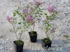 Lilak Meyera PALIBIN (Syringa) w doniczkach C2, wysokość 30-50 cm