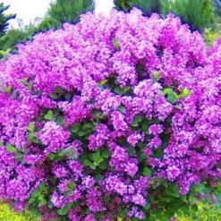 Lilak Meyera PALIBIN (Syringa) w doniczkach C2, wysokość 30-50 cm