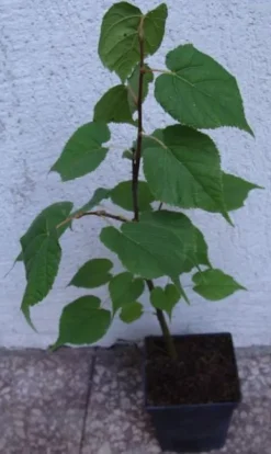 LIPA DROBNOLISTNA Tilia - sadzonki w doniczkach