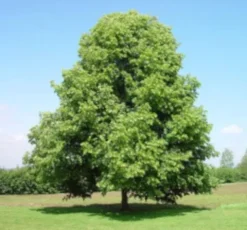 LIPA DROBNOLISTNA Tilia - sadzonki w doniczkach