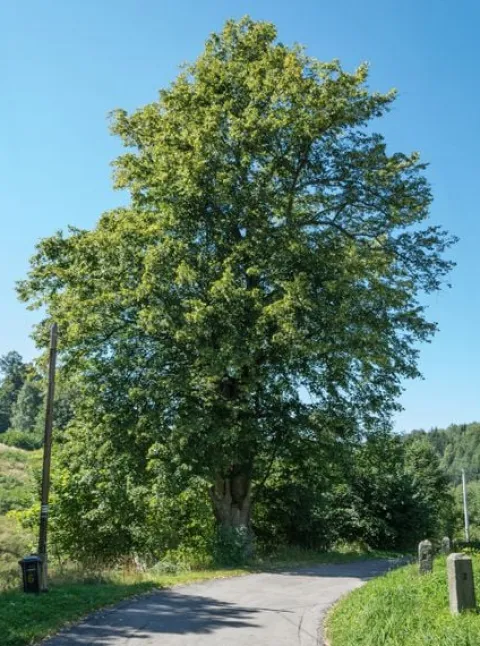 LIPA SZEROKOLISTNA - sadzonki w doniczkach