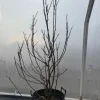 Magnolia pośrednia 'Alexandrina' (Magnolia × soulangeana) Poj. 20L