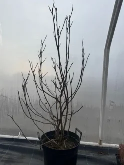 Magnolia pośrednia 'Alexandrina' (Magnolia × soulangeana) Poj. 20L