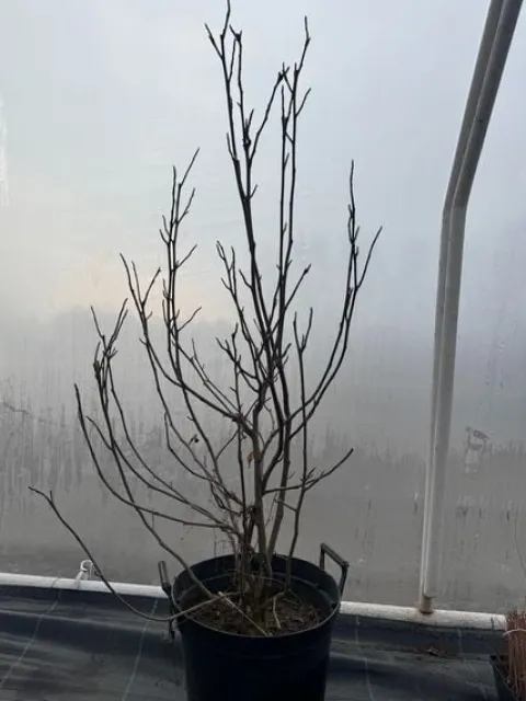 Magnolia pośrednia 'Alexandrina' (Magnolia × soulangeana) Poj. 20L
