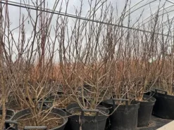 Magnolia pośrednia 'Alexandrina' (Magnolia × soulangeana) Poj. 20L