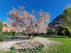 Magnolia pośrednia 'Alexandrina' (Magnolia × soulangeana) Poj. 20L