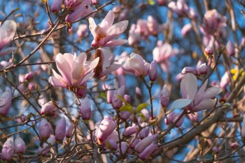 Magnolia pośrednia 'Alexandrina' (Magnolia × soulangeana) Poj. 20L