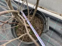 Magnolia pośrednia 'Alexandrina' (Magnolia × soulangeana) Poj. 20L