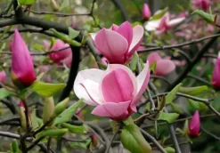 Magnolia pośrednia 'Alexandrina' (Magnolia × soulangeana) Poj. 20L