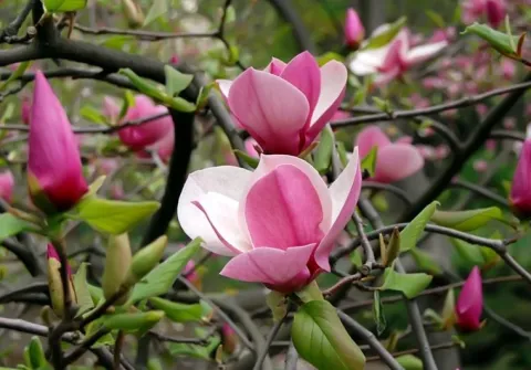 Magnolia pośrednia 'Alexandrina' (Magnolia × soulangeana) Poj. 20L
