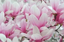 Magnolia pośrednia 'Alexandrina' (Magnolia × soulangeana) Poj. 20L